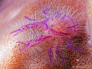 Hairy squat lobster (Lauriea siagiani), Tulamben, Bali. (... by Marco Waagmeester 